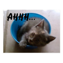 Ahh... Saucy Cute Kitty in a Bowl Postcards