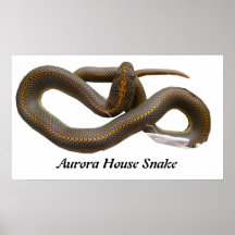 AHS Large Canvas Print