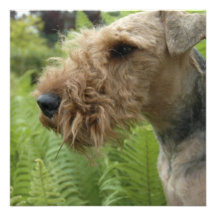 Airedale Invitations