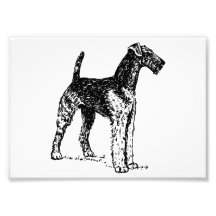 Airedale Terrier Photographic Print
