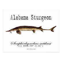 Alabama-White-Postcard