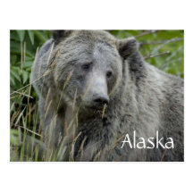 Alaska grizzly bear postcard