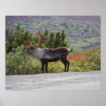 Alaskan Caribou Poster Print