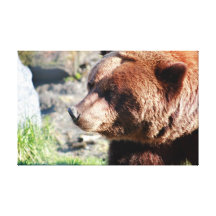 Alaskan Grizzly Bear Canvas Stretched Canvas Print