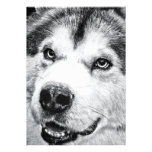 ALASKAN MALAMUTE ANNOUNCEMENTS
