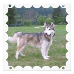 Alaskan Malamute Dog Invitation