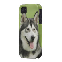 Alaskan Malamute dog iPhone 4 Case