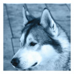 Alaskan Malamute Invitation