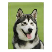 Alaskan malamute post cards