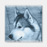 Alaskan Malamute Square Magnet