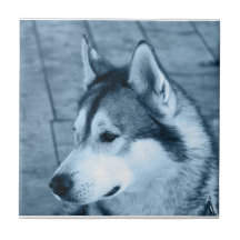 Alaskan Malamute Tile