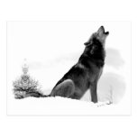 Alaskan Timber Wolf Postcard