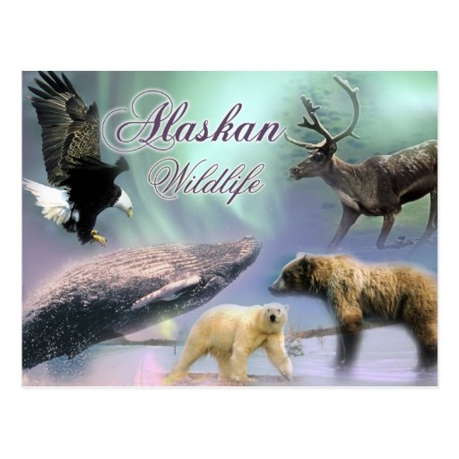 Alaskan Wildlife Post Cards