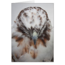 Albino Red-tailed Hawk Cards