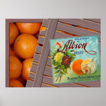Albion Oranges Posters
