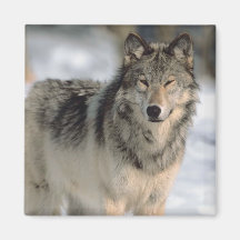 Alert Wolf Fridge Magnet