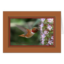 Allen's hummingbird_2866 greeting cards