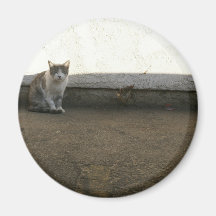 Alley Cat Dusty Days Parking Lot Feline Magnets