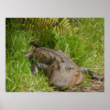 Alligator in the Florida Everglades Posters