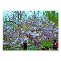 Almond Tree in Monet's Garden Photo
