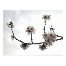 almond tree postcard