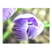 Almost Open!  Crocus Bud Post Cards