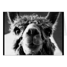 Alpaca Birthday Card