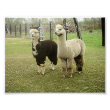 Alpaca Duo Photo