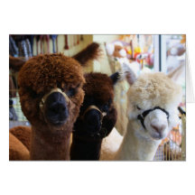 Alpacas Notecard