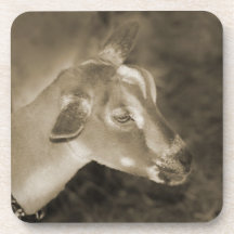 Alpine doe sepia shaved baby goat striped face coasters