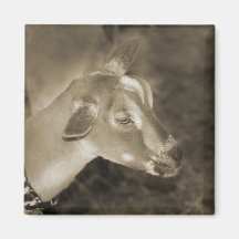 Alpine doe sepia shaved baby goat striped face magnet