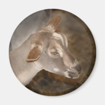 Alpine doe shaved baby goat striped face magnets
