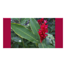 Alpinia Purpurata Deep Pink Tropical Flower Photo Card