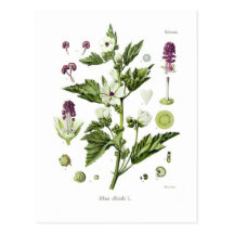 Althaea officinalis postcard