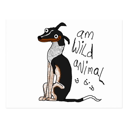 Am Wild Animal Post Card