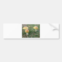 Amanita mushrooms bumper sticker