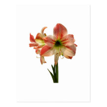 Amaryllis Apple Blossom Post Card