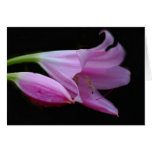 Amaryllis flower and its meaning greeting cards