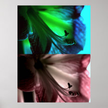 Amaryllis Pop Art Duo Poster