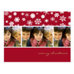 Amaryllis Snowflakes :: Christmas Photo Postcard