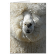 Amazing Gandalf the alpaca Cards