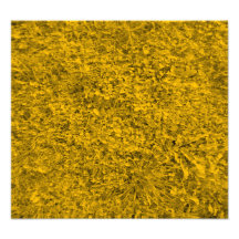 Amber coloured Grass Photograph