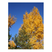 Amber Leaves Postcard