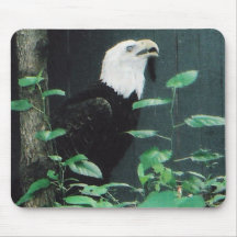 American Bald Eagle Mousepads