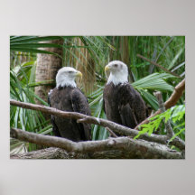 American Bald Eagle Pair Posters