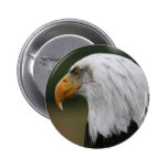 american Bald Eagle Portrait. Pins