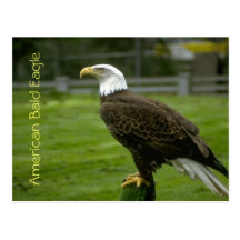 American Bald Eagle Post Card