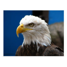 American Bald Eagle Postcard