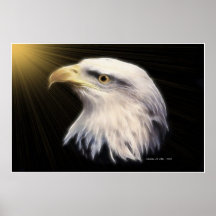 American Bald Eagle Posters