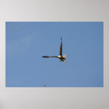 American Bald Eagle Poster